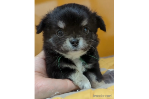 成約済の福岡県のチワワ(ロングコート)-247607の1枚目